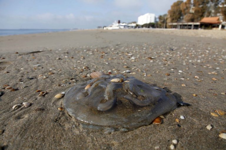 Miles de medusas quedan varadas en las playas de Huelva