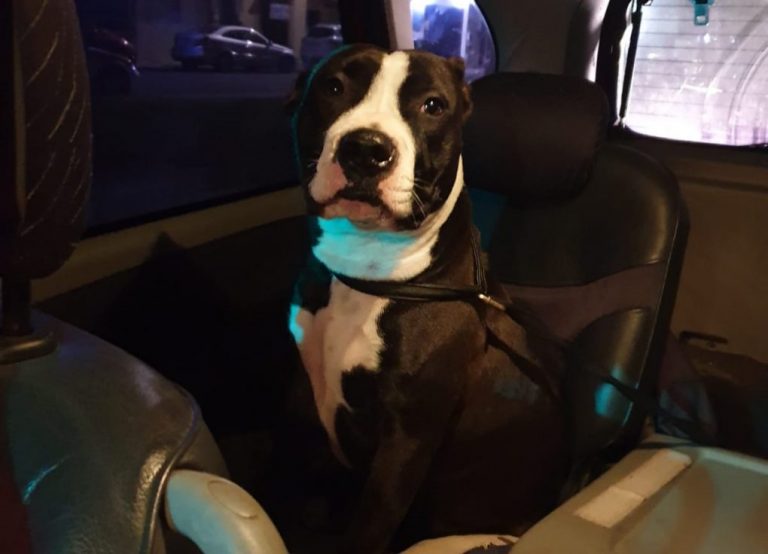 Familia alemana adopta a la cachorra muda que estaba atada a un chozo en un descampado de Lepe