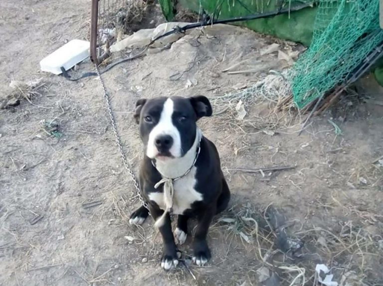 Denuncian en Lepe el “maltrato” a una cachorra “totalmente muda” a la que tienen atada las 24 horas en un descampado