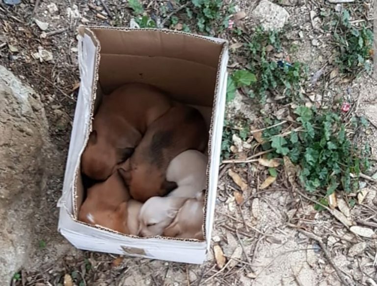 Abandonan en el descampado del mercadillo de Cartaya a una madre con sus cinco cachorros
