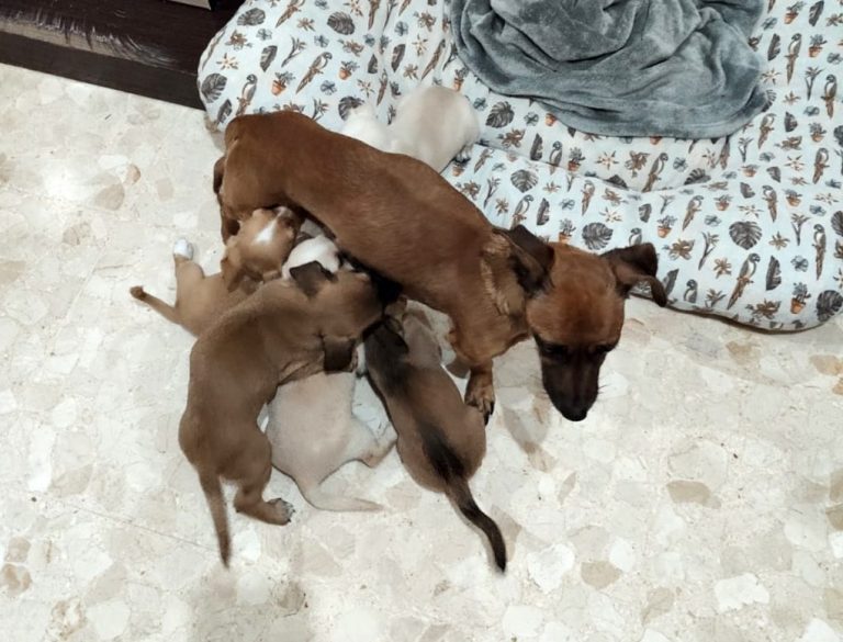 Encuentran destino a los cinco cachorros abandonados con su madre en el mercadillo de Cartaya