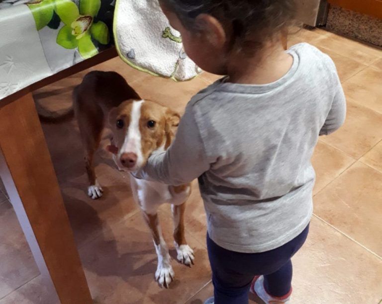 Buscan acogida a una podenca abandonada en un pantano de Cartaya desnutrida, herida y llena de garrapatas y pulgas