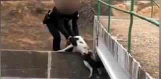 Rescatan a un perro que quedó atrapado en el canal del Piedras entre Cartaya y Aljaraque