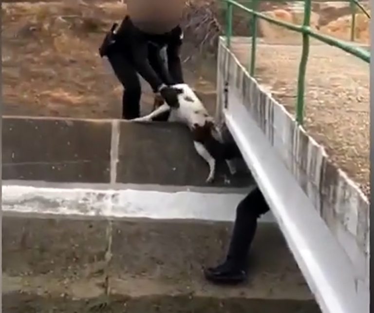 Rescatan a un perro que quedó atrapado en el canal del Piedras entre Cartaya y Aljaraque