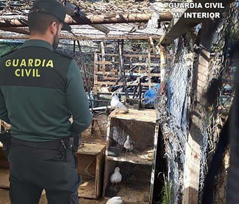 Dos detenidos en Cartaya por el robo de 35 palomas en una azotea