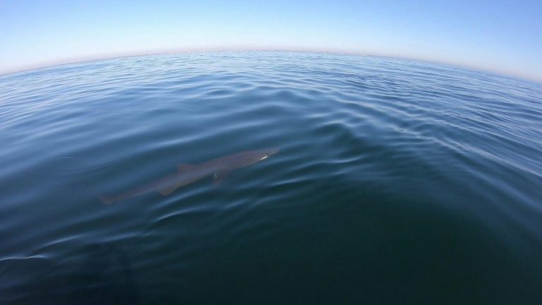 Avistan un tiburón peregrino de 4 o 5 metros en aguas de Punta Umbría