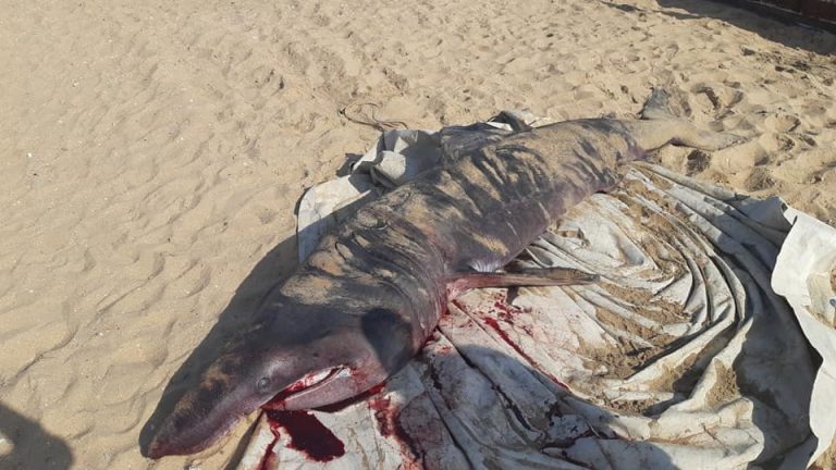 Un pescador de La Antilla halla el cadáver de una cría de tiburón peregrino atrapada en una red