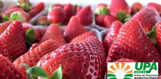 Agricultores regalarán fresas a conductores afectados por la tractorada del jueves en la frontera con Portugal