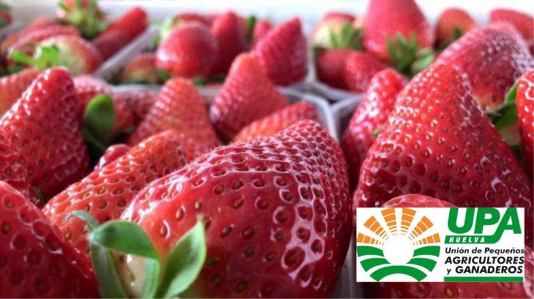 Agricultores regalarán fresas a conductores afectados por la tractorada del jueves en la frontera con Portugal