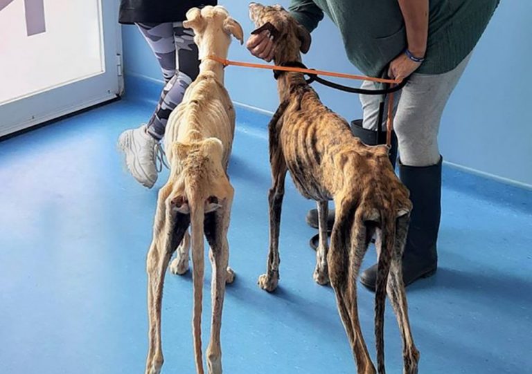 Puntanimals se hace cargo de dos galgos hallados con «desnutrición extrema» en San Juan del Puerto