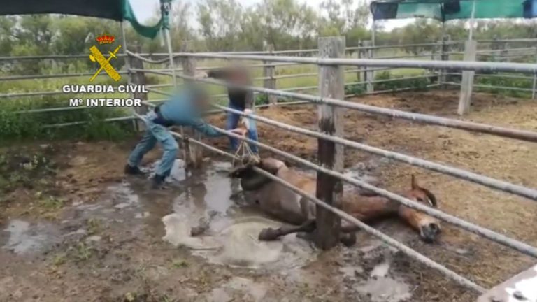 Liberan un caballo que quedó atrapado por una pata en un cercado en Doñana