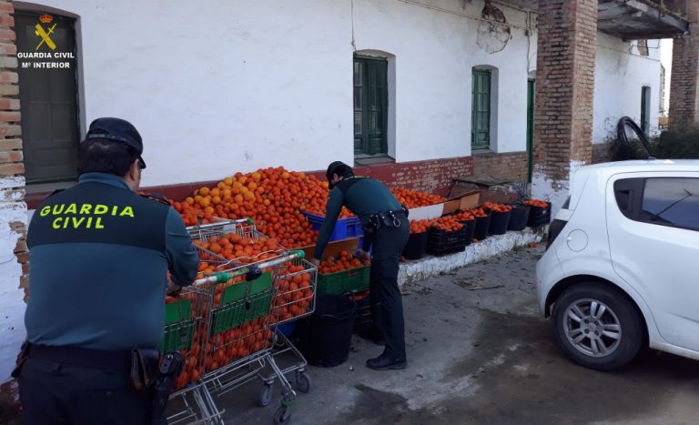 Investigan a 11 personas, una de ellas menor, por el robo de 2.900 kilos de naranjas en Gibraleón
