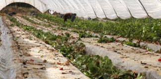 Agricultores onubenses abandonan sus explotaciones de frutos rojos por falta de trabajadores y por la climatología