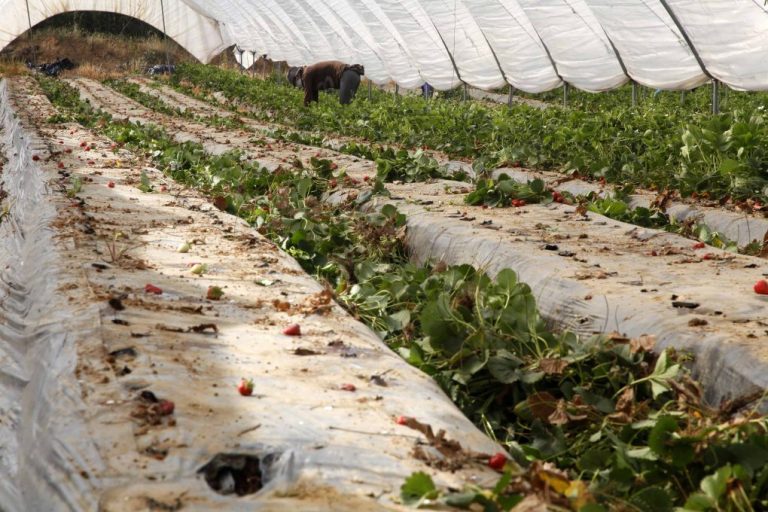 UPA Huelva alerta de que los pequeños agricultores no cubren costes de producción