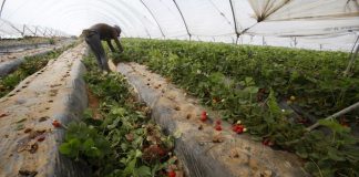 El desplome del precio obliga a muchos agricultores a arrancar sus plantaciones de fresas