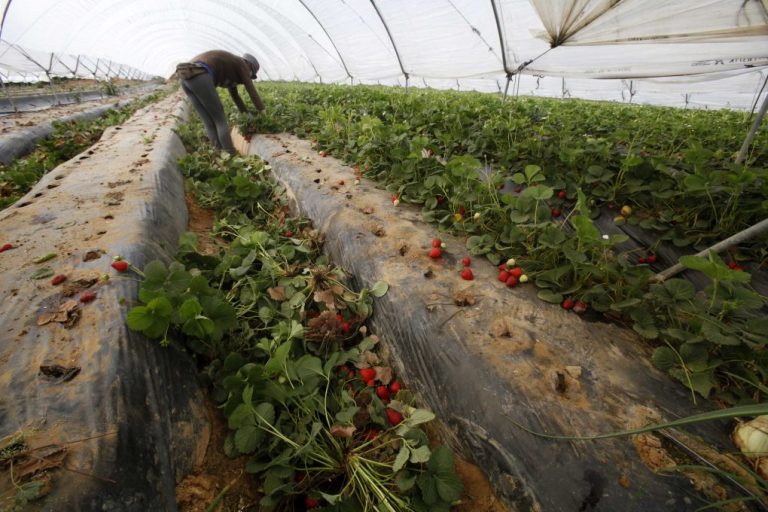 El desplome del precio obliga a muchos agricultores a arrancar sus plantaciones de fresas