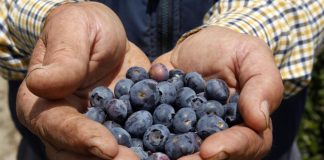 Empresa agrícola busca 400 personas para recolectar frutos rojos en Cartaya y Almonte