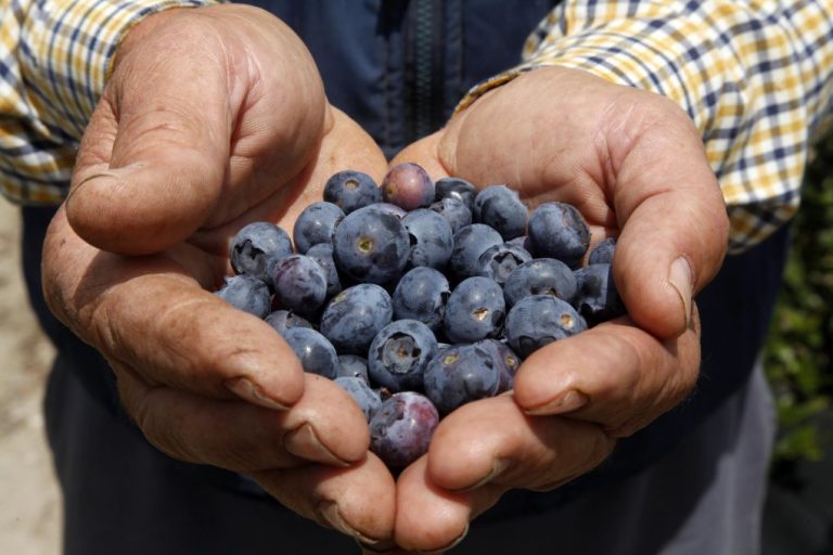 Empresa agrícola busca 400 personas para recolectar frutos rojos en Cartaya y Almonte