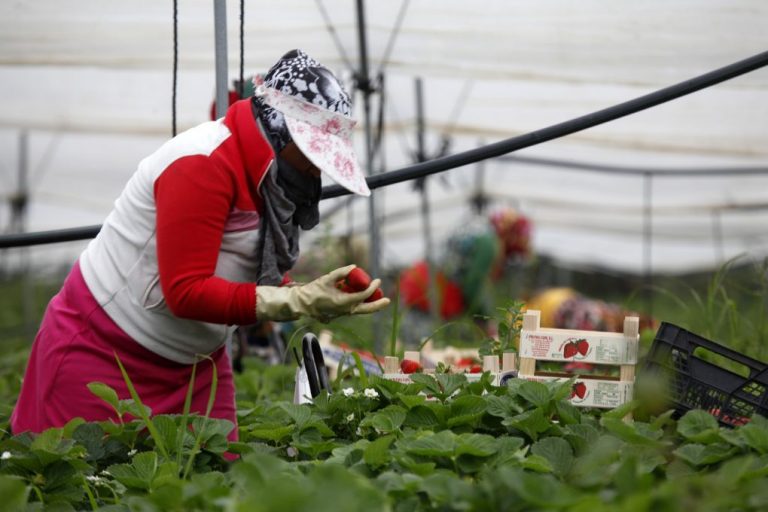 Freshuelva pide a la Junta ayuda para el sector de los berries frente a las consecuencias del covid-19