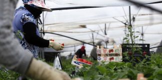 Punta prioriza ahora el reparto de viseras entre vecinos que trabajan en el campo