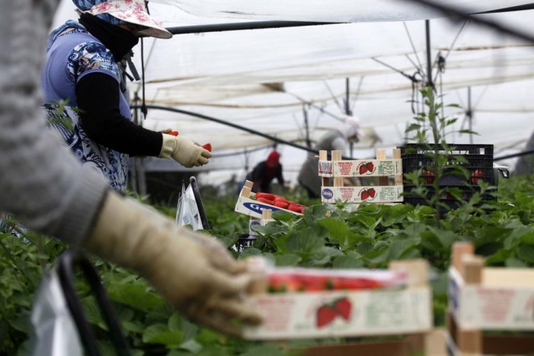 Punta prioriza ahora el reparto de viseras entre vecinos que trabajan en el campo