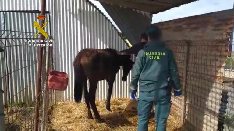 Hallan en Moguer una yegua y un galgo en avanzada desnutrición, a los que su dueño no cuidaba