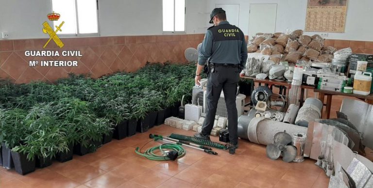 Localizan una plantación de marihuana con 263 plantas en una finca de Escacena