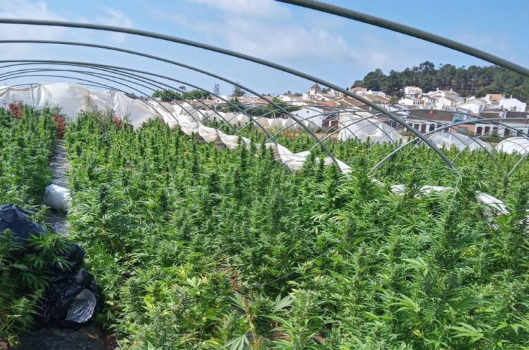 Hallan una plantación de marihuana bajo plásticos junto al recinto romero de Lepe