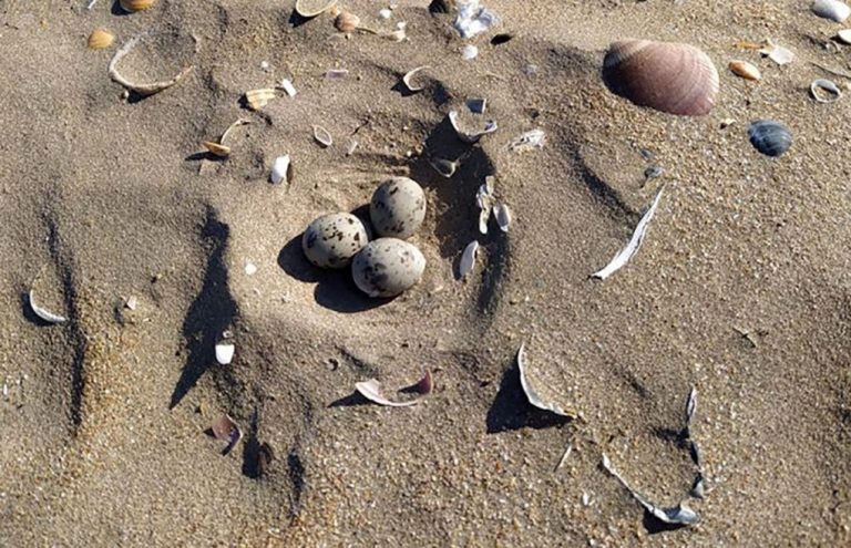 Punta avisa con carteles de la presencia de huevos de aves en las playas para evitar que sean pisados