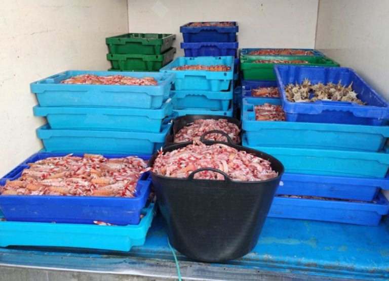 Precintados 4 barcos e incautados más de 360 kilos de cigalas en Ayamonte e Isla