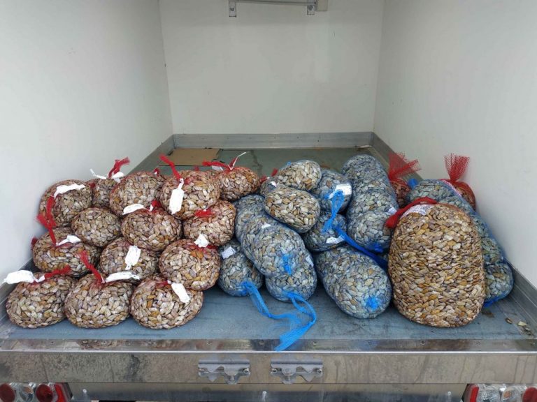 Cierran 3 centros de moluscos en Isla por vender coquina que duplicaba hasta 10 veces niveles de toxina diarreica permitidos