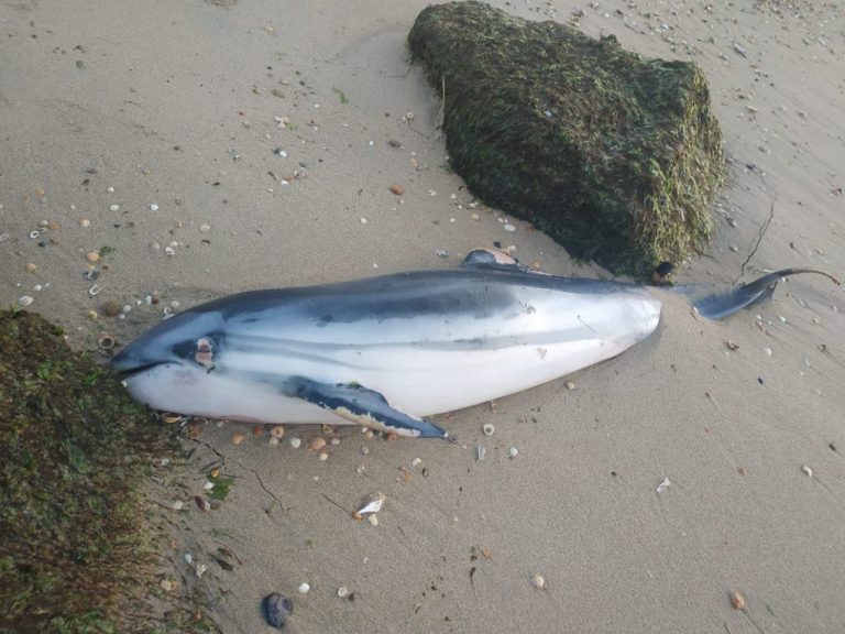 Hallan el cuerpo sin vida de un delfín en una playa de Isla Cristina