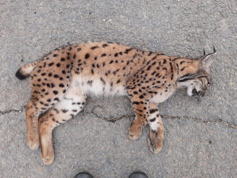 Mueren dos linces atropellados en Doñana en las últimas horas