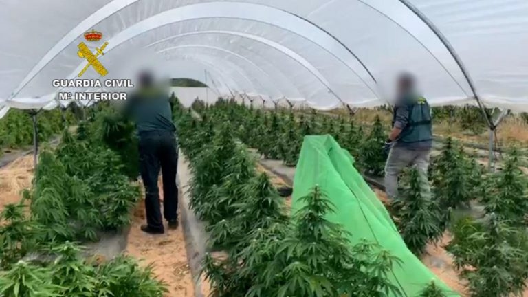 Detenidas 3 personas por cultivar 2.075 plantas de marihuana en Villanueva de los Castillejos