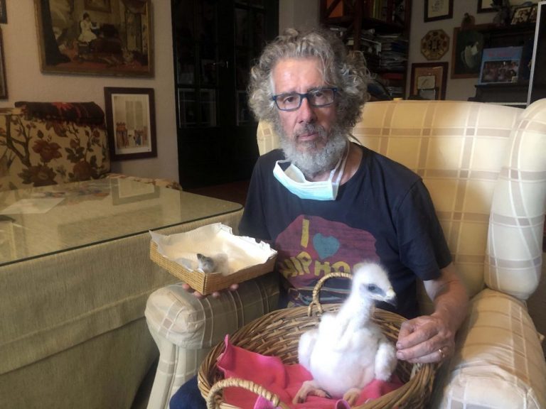 Nace en Cartaya el primer híbrido del mundo de águila mora y esteparia de la mano del cetrero Pareja-Obregón