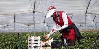 UPA Huelva pide un corredor sanitario para el retorno de las temporeras marroquíes