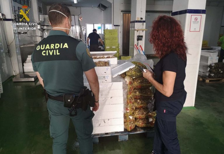 Intervienen en una empresa asentada en Ayamonte 747 kilos de choco ilegal