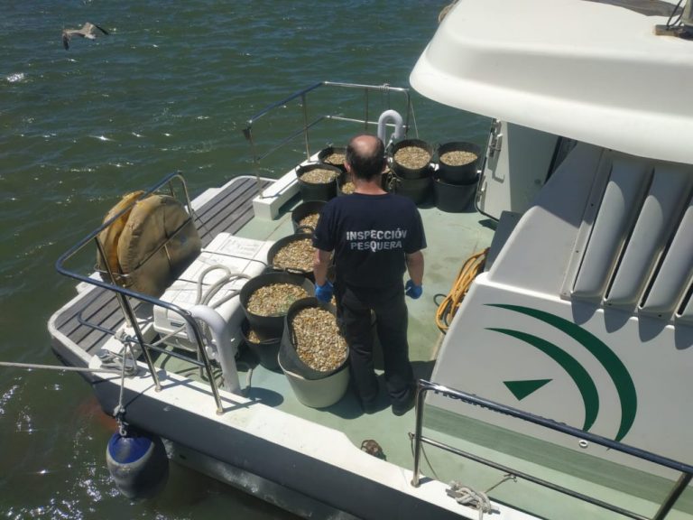Intervienen 595 kilos de coquina con toxina y 2 toneladas de pescado ilegal en 2 operaciones en Huelva y Sevilla