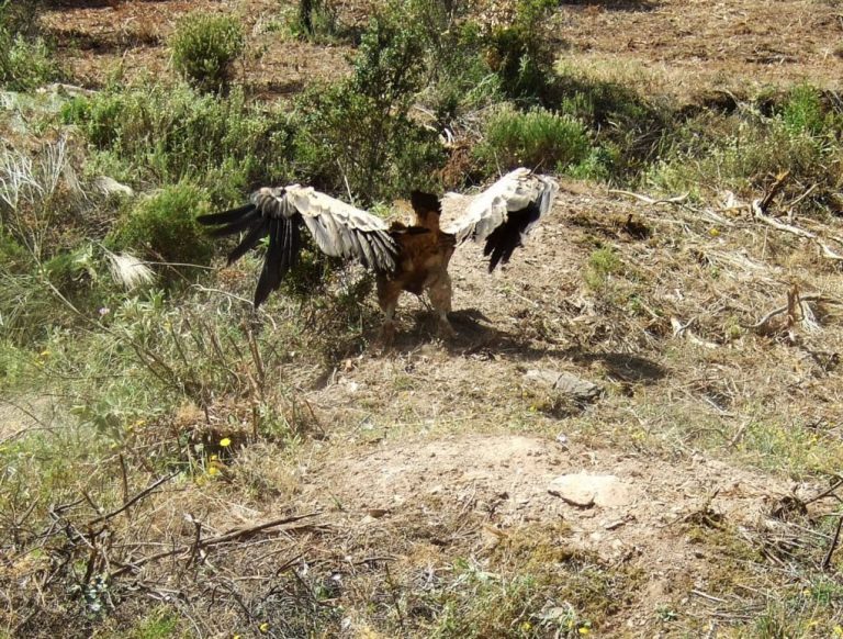 Liberan en la Sierra de Huelva un buitre leonado atrapado en una res de vaca de la que se alimentaba