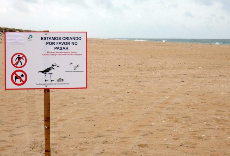 Lepe señaliza zonas de playa donde estos días crían aves como el chorlitejo y el charrancito