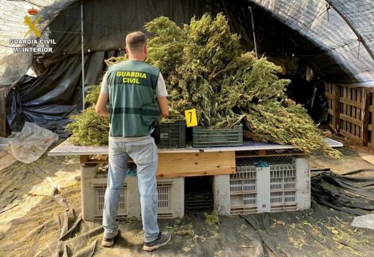 Tres detenidos en Villablanca tras ser hallado un cultivo de marihuana en un invernadero