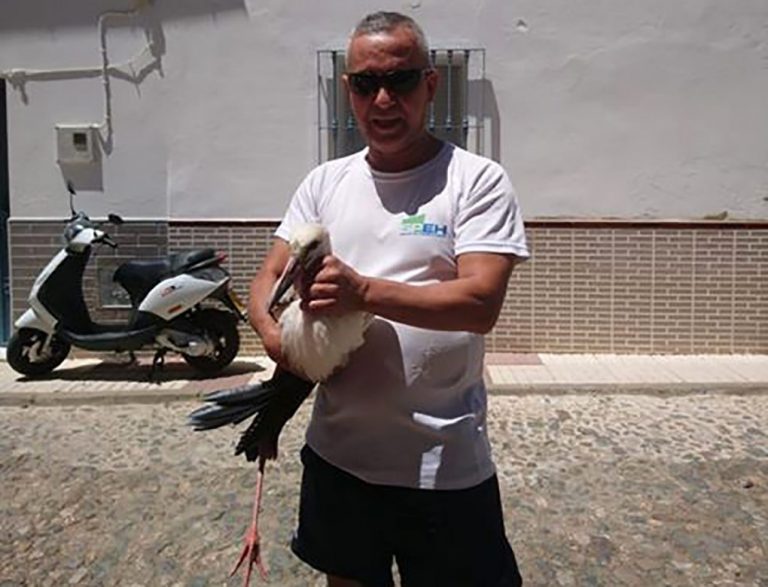 Brigada de baja por operación rescata un pollo de cigüeña que deambulaba por la calle en Santa Bárbara