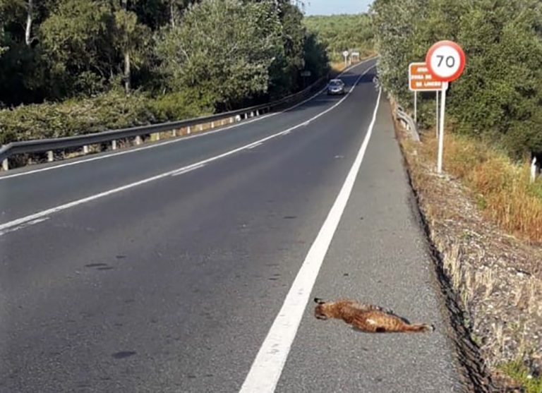 Muere un nuevo lince atropellado este viernes en el entorno de Doñana
