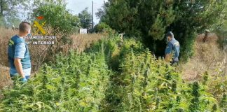 Desmantelan en Gibraleón dos cultivos de marihuana y detienen e seis personas