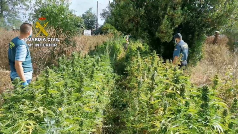 Desmantelan en Gibraleón dos cultivos de marihuana y detienen e seis personas