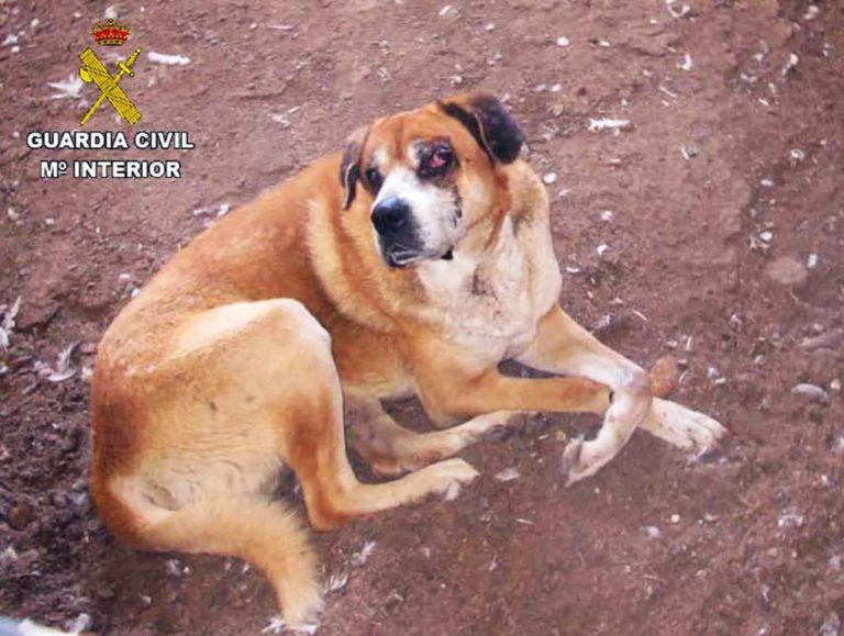 Investigan en Bollullos a un hombre por no tratar a su perro de una lesión ocular grave