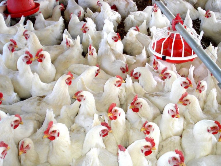 Mueren 30.000 pollos en el incendio de una granja avícola en Almonaster la Real