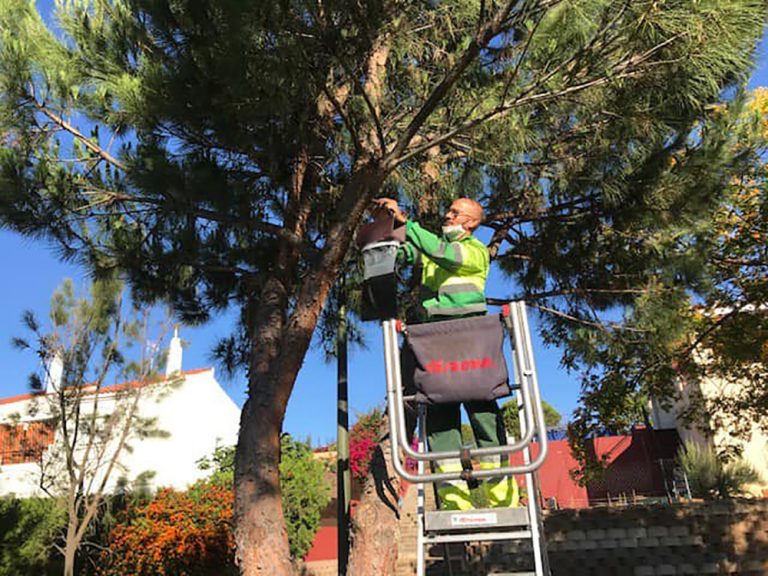 Ayamonte aplica un nuevo sistema biológico para controlar la procesionaria del pino