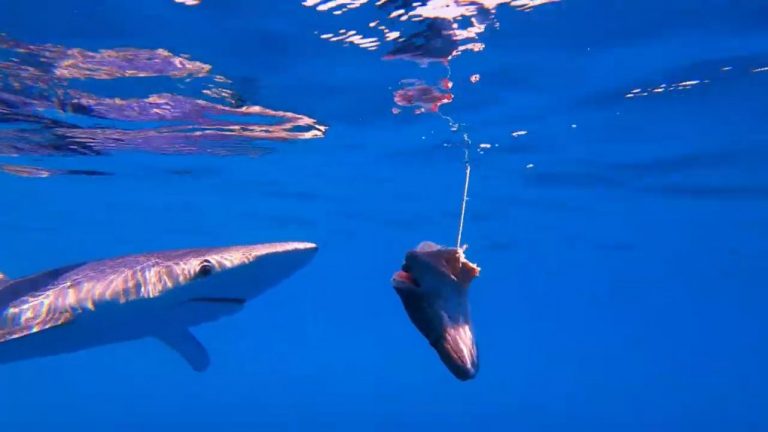 Impresionante tiburón azul de dos metros visita las costas de Huelva