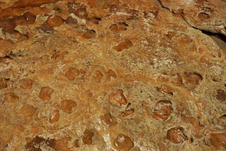 Investigadores de la UHU estudian huellas fósiles de entre 100.000 y 70.000 años halladas en la playa de Matalascañas